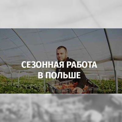 Сезонная работа в Польше! Сортировка саженцев