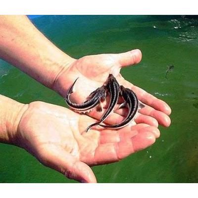 Малек осетра, форель.